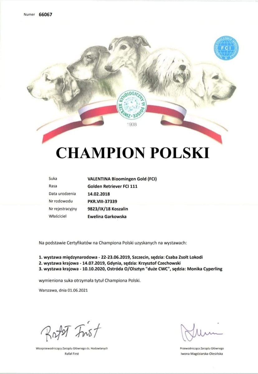 CHAMPION POLSKI